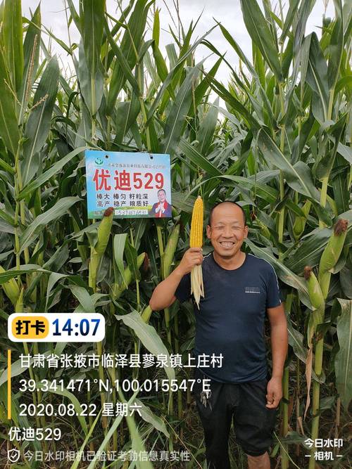玉米种子优迪529放心种放心种