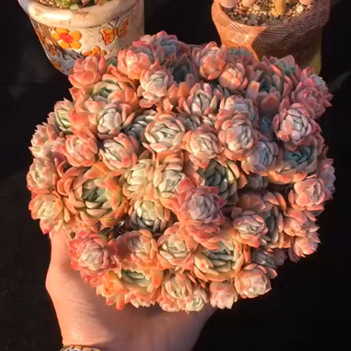 购客日系小叶冰梅大群 多肉植物花卉一物一拍云南精品盆栽小芳菠萝