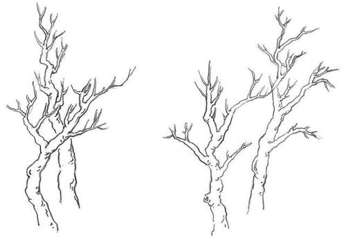 钢笔画零基础教程:分步骤讲解三种树木画法,原来钢笔画很简单