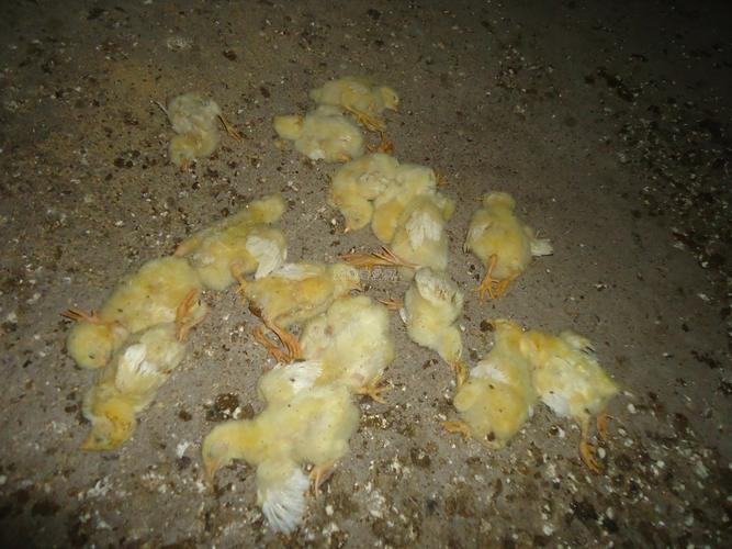 蔫蔫的就死了的小鸡