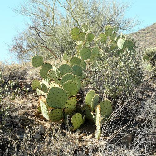 在一个晴朗的日子在亚利桑那州南部有刺梨仙人掌