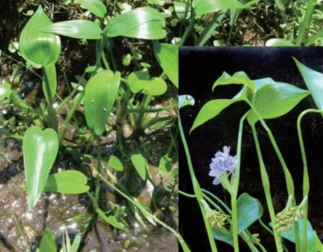 鸭舌草形态特征