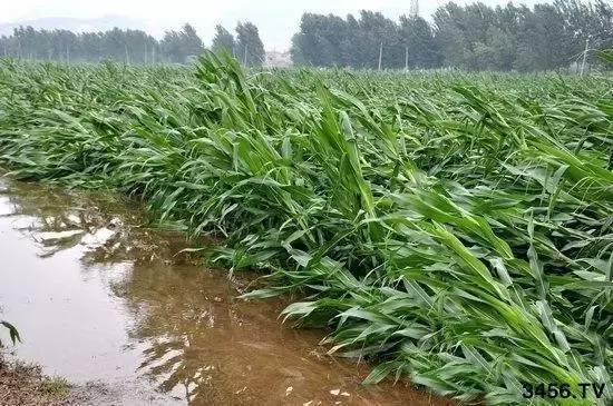 【今日头条】今日起,这些地区将迎狂风暴雨,玉米易倒!