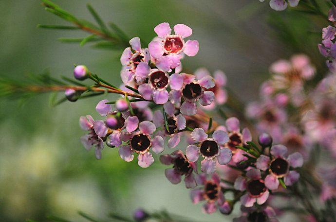 澳洲蜡梅