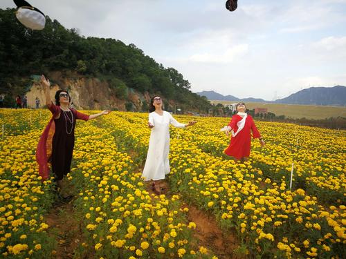 我们去光明百花谷欣赏美丽的格桑花