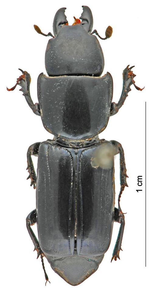 6种列入重点保护名录的昆虫,遇到千万别脚踩,不然可能