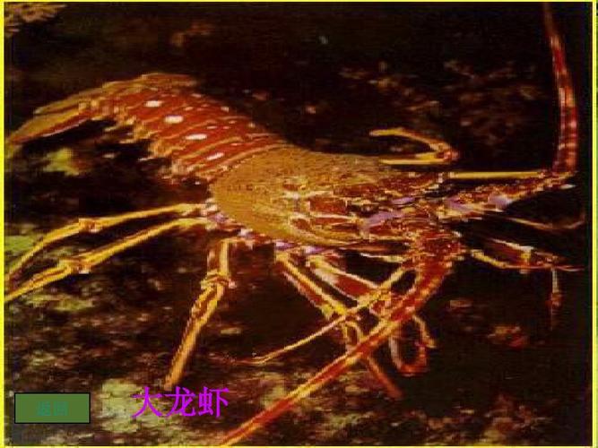 小学三年级语文上册人教版小学三年级语文富饶的西沙群岛精品课件ppt