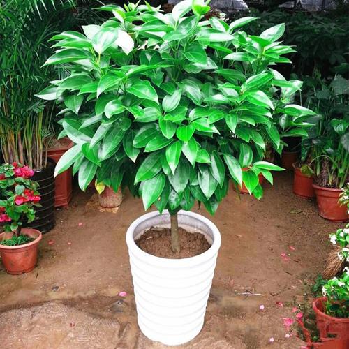 平安树盆栽净化空气大型室内客厅办公室植物花卉幸福树大型绿植