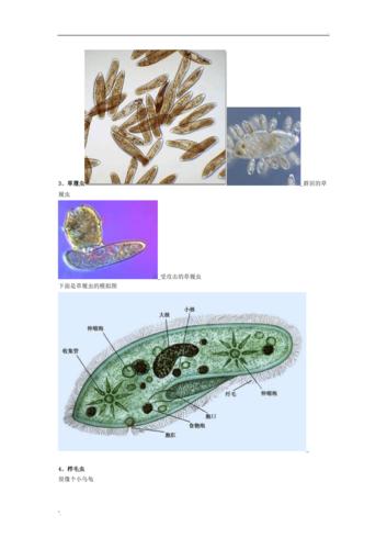 水中常见微生物图谱