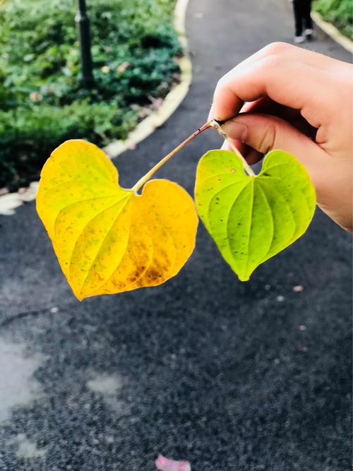 这是妞妞发现的爱心树叶,我觉得男生跟女生欣赏事物的角度的确不同!
