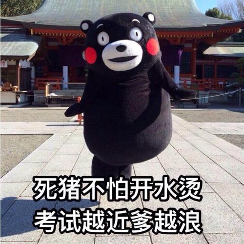 部长表情包 熊本熊 kumamon 熊本熊表情～ 期末～死猪不怕开水烫,考试