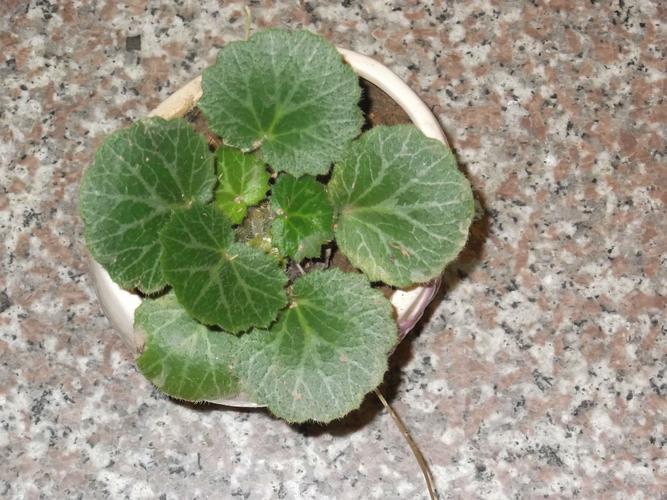 叶子齿状 叶片呈扇形 圆形 请问这是什么植物啊?