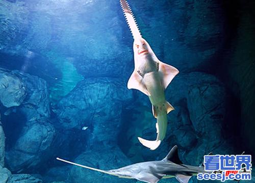 2,锯鳐lon看世界这种龙鱼出现在侏罗纪时代,如今,它们被发现生长于
