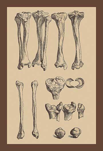 andreas vesalius (31 december 1514-october 1564)