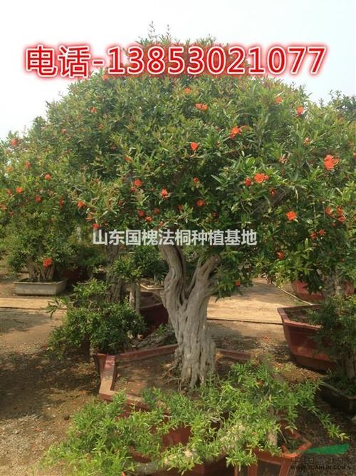 盆栽石榴树-20公分-25公分-30公分石榴树基地价格