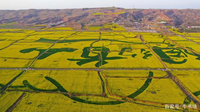 2020年3月18日,河南许昌,襄城县首山油菜花海(无人机拍照).
