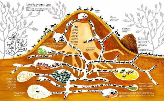 蚂蚁没有大脑生活在二维空间它们真的看不见人类吗