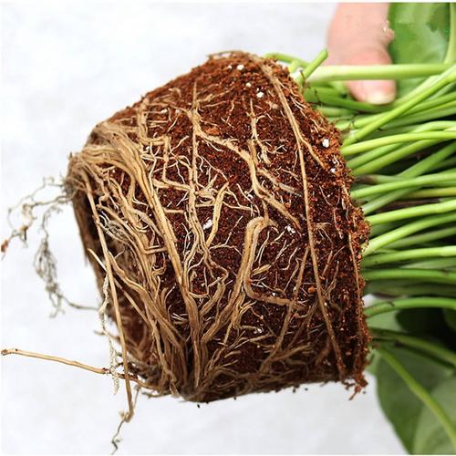 绿萝长成"瘦竹竿",难看,2招轻松搞定!