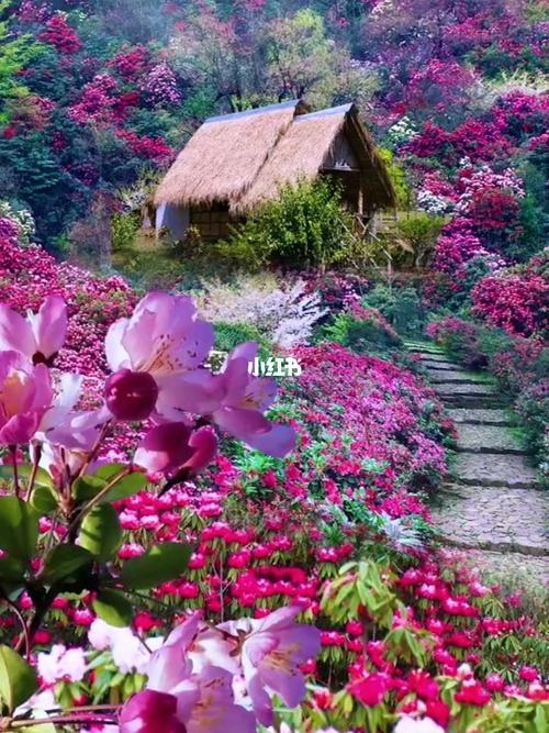 百里杜鹃花_杜鹃_景点_风景_花海_出行_人文风光展示