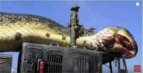 世界巨型蟒蛇图表一览