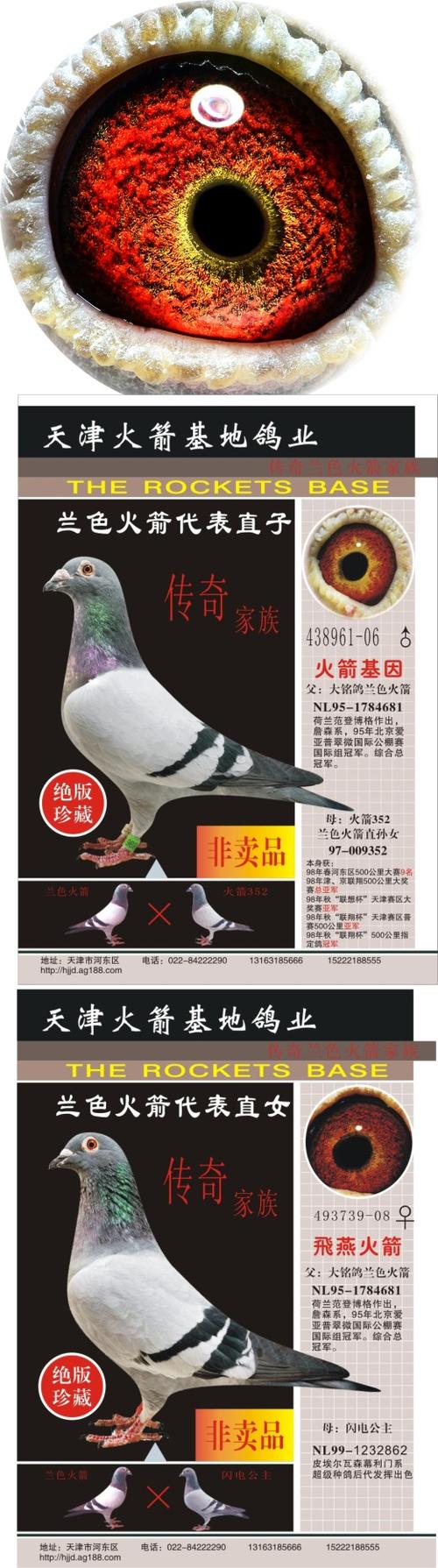 天津火箭基地鸽业在线拍鸽