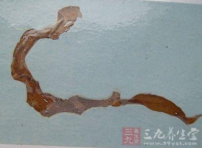 绳藻