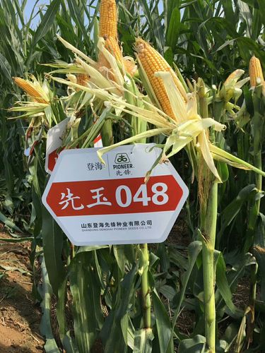 先玉048抗高温结实好 根强壮不易倒 脱水快适机收