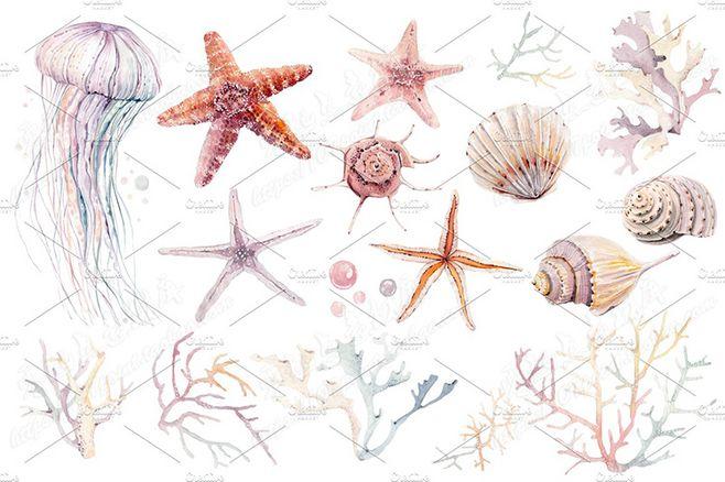 海洋生物海星贝壳珊瑚水母png手绘水彩海报贺卡包装图案设计素材-淘宝