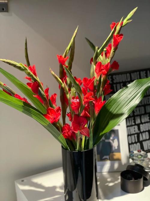 剑兰_插花_花瓶_每周一花_家居家装_家居装饰_花艺