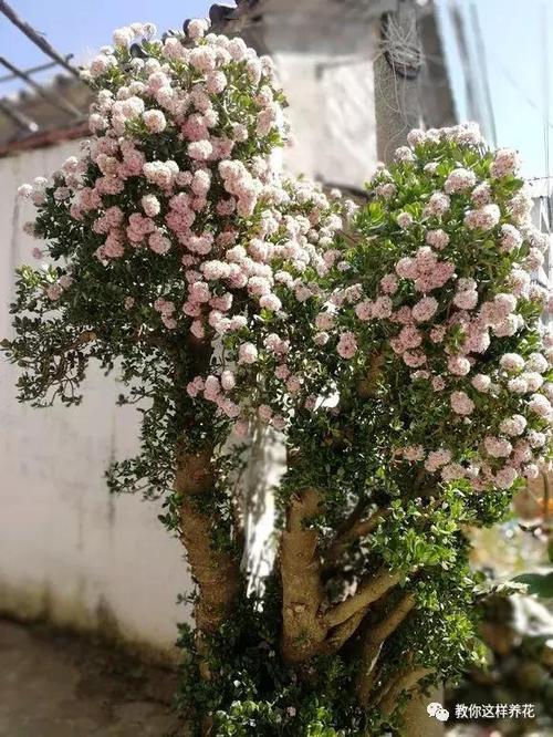 玉树有10种见过5种的都是大神看看你家有几种