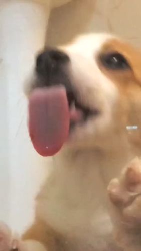 舔屏基_柯基_壁纸_宠物_狗