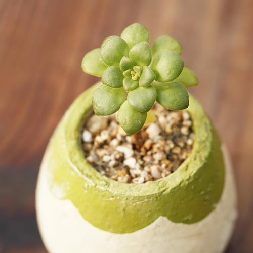 登天乐果香味多肉植物莲花掌属多头群生老桩多肉植物