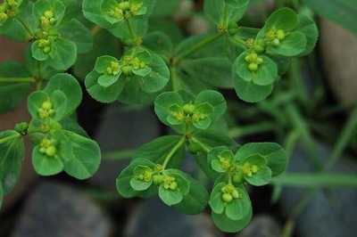 约50%的肺癌患者在疾病过程中会出现胸腔积液