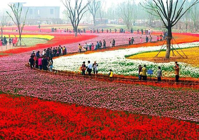 4月21(周六)滨州秦皇河郁金香花海 牡丹园特惠68元一日游