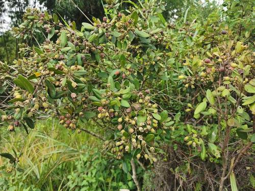 捻子季节,上山摘取酿捻子酒,三蒸三晒,好喝又好玩!