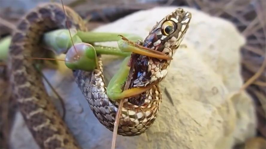 罕见"螳螂捕蛇"全过程,要不是亲眼所见,你甚至都不会相信!