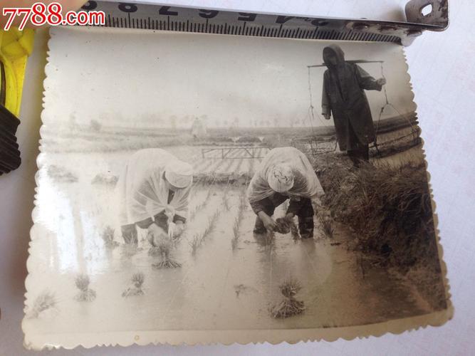 吉林风华【插秧】老照片,少见品种