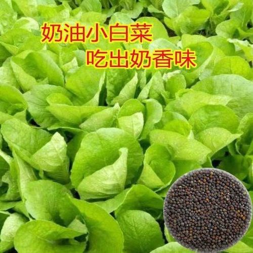 四季奶油小白菜种子小青菜籽 阳台种菜家庭盆栽蔬菜