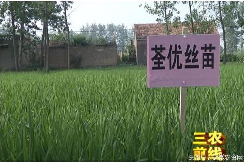 机缘巧合,去年老钱在农资店里看到了荃优丝苗这个品种,听了经销商的