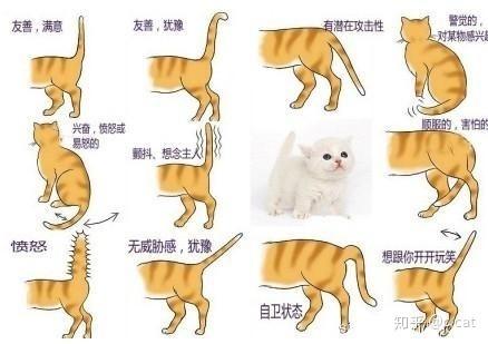 猫咪的尾巴有什么作用?