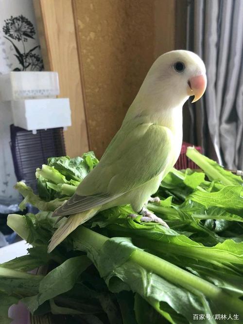 牡丹鹦鹉美图赏析