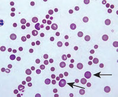 这是一篇5000字,需要你花60分钟,细品的老年病犬治