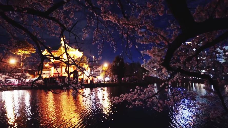 日本夜景樱花树_1920x1080_高清视频素材下载(编号:1155623)_实拍视频