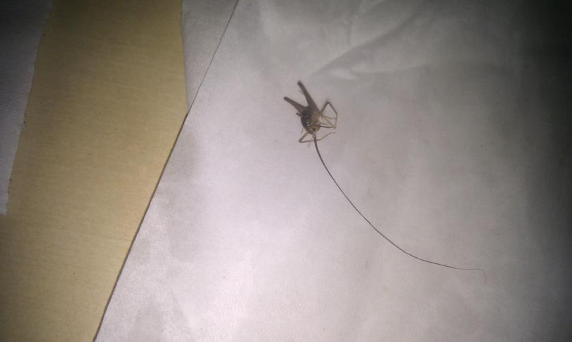 家里发现好多只细长腿,身体较胖而短的灰色虫子,不知道是什么虫子?