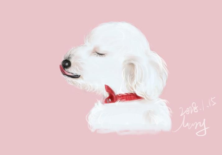 比熊犬 