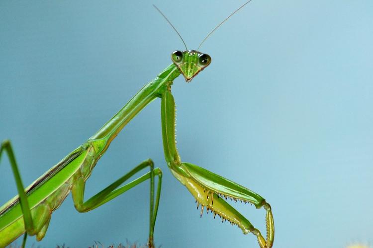 《螳 螂》请各位师友指教