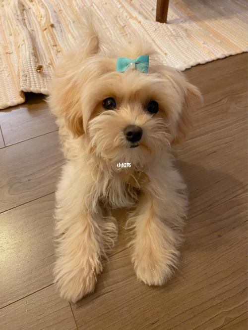 公主小狗勾|maltipoo_狗狗_日记_马尔泰成长日记_宠物_狗