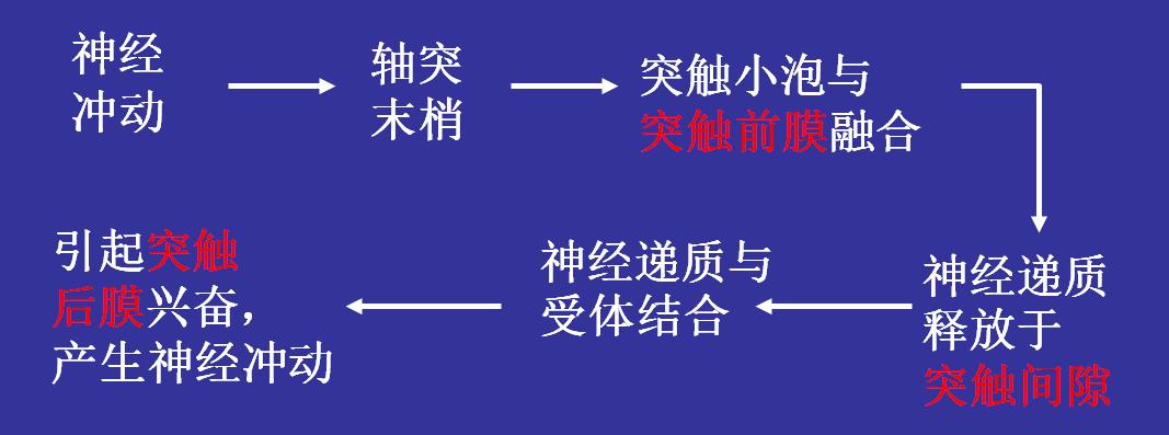 (2020微课参评)神经系统中信息的传递
