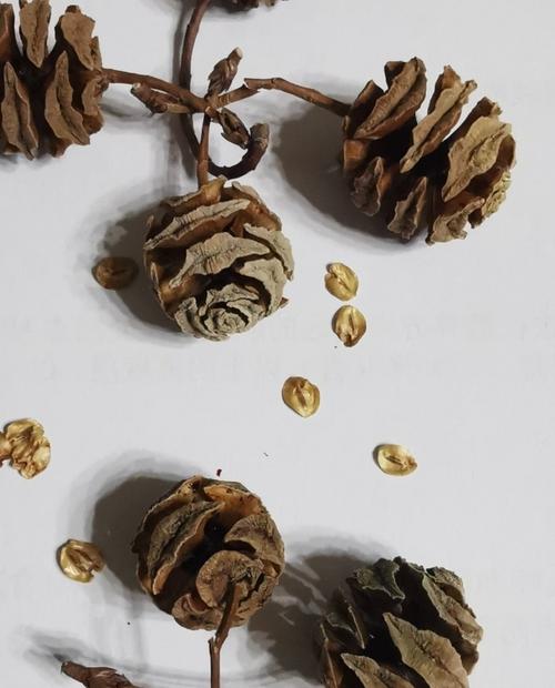 水杉的球果,种子