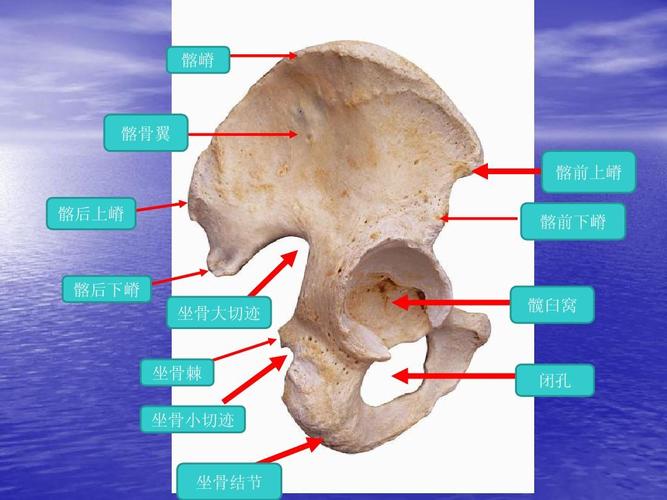临床本科系统解剖学标本考试2答案ppt